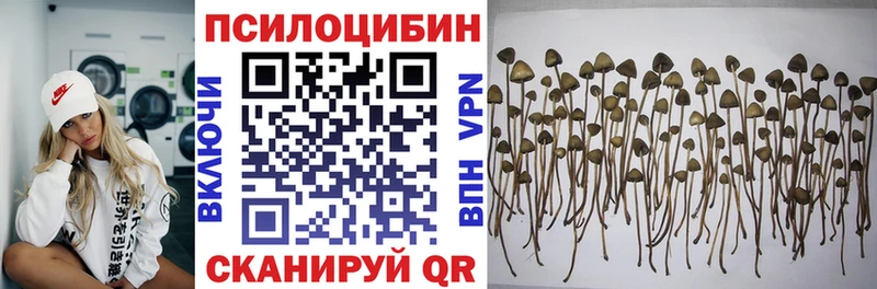 Псилоцибиновые грибы Psilocybe  Купить  Калуга 